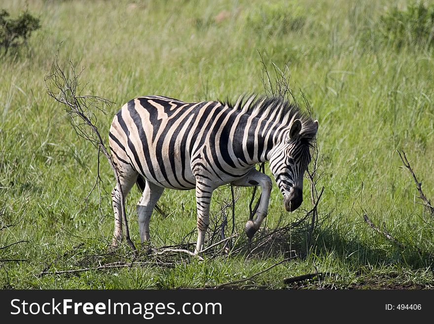 Zebra scratching himself. Zebra scratching himself