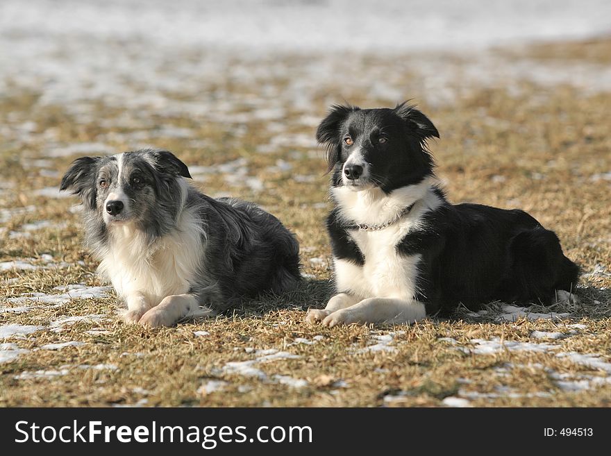 Two border collies together - black-white and bluemerle