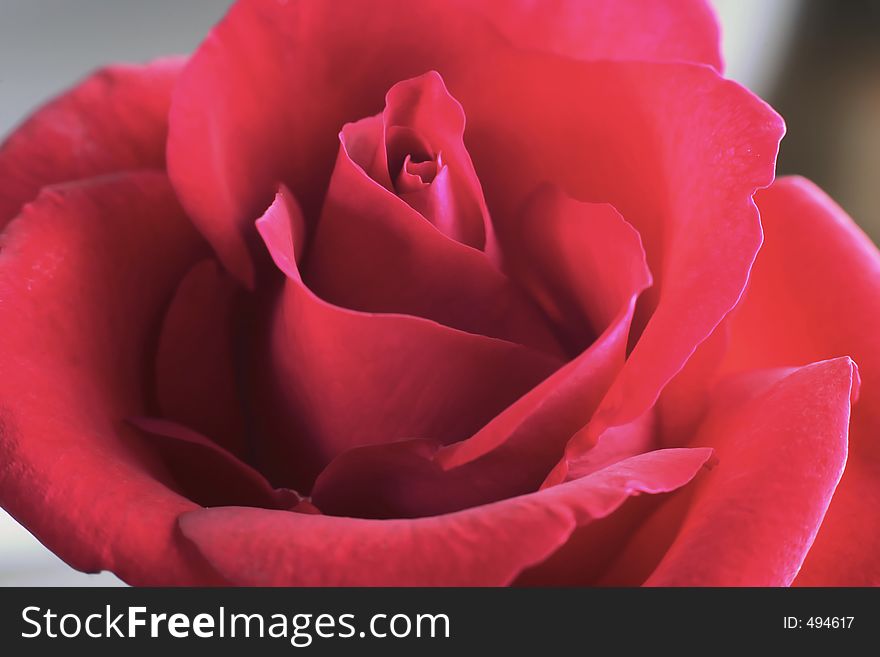 Red rose close up shot. Red rose close up shot