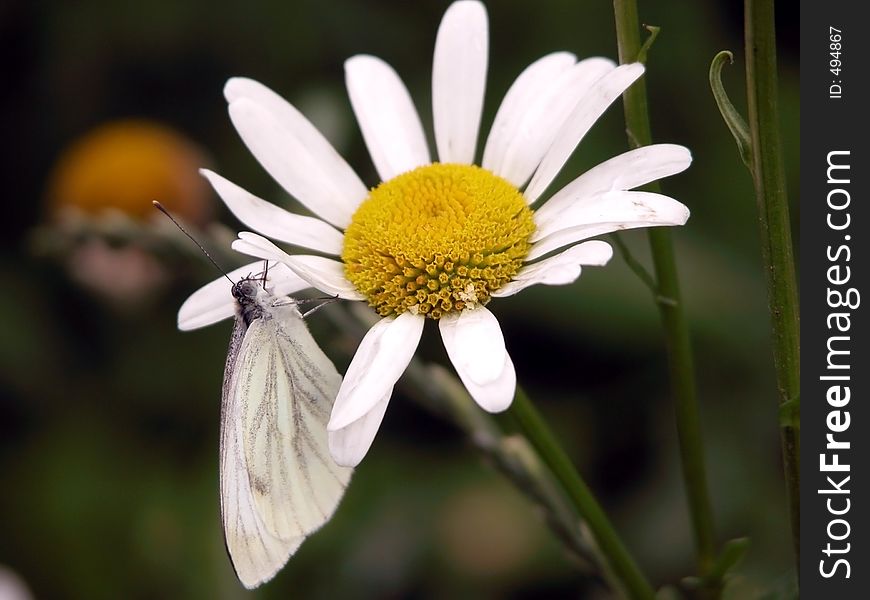 Butterfly, bed, flora, white, plants