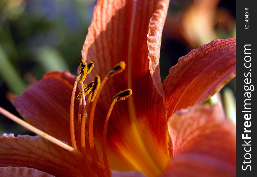 Lily; red lily; flowers; bed; flora