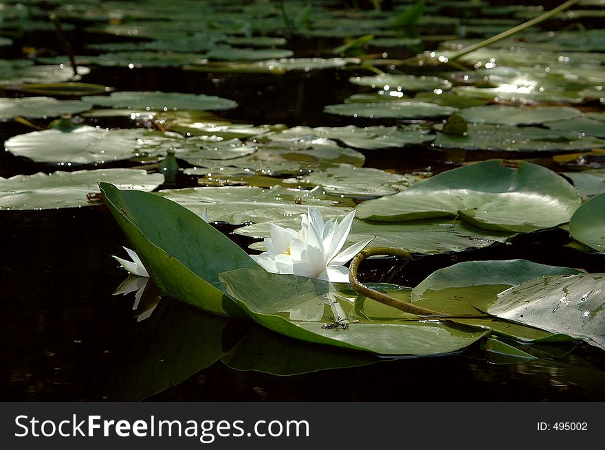 Buds, flora, water, river, greens