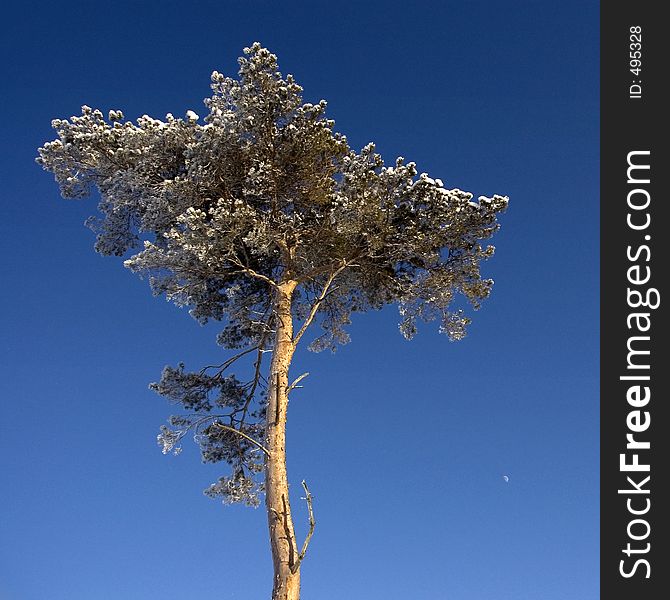 Snowy pinetree (the small white dot you can see in the right down corner is actually moon)