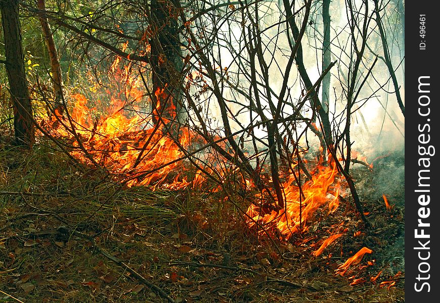 The photo is made in the Moscow area. From a burning grass fire has passed to a wood and peat. Original date/time: 2005:10:01. The photo is made in the Moscow area. From a burning grass fire has passed to a wood and peat. Original date/time: 2005:10:01.