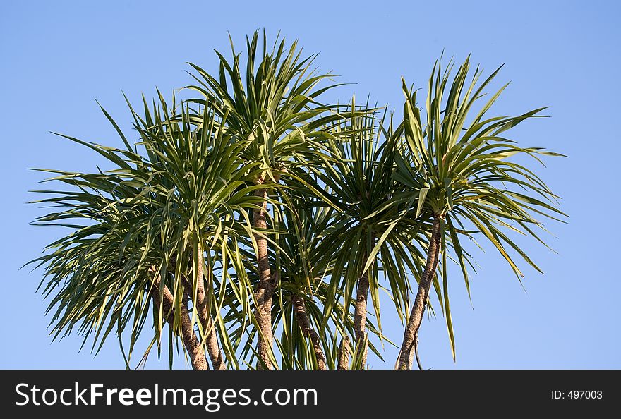 Palm tree over blue sky. Palm tree over blue sky