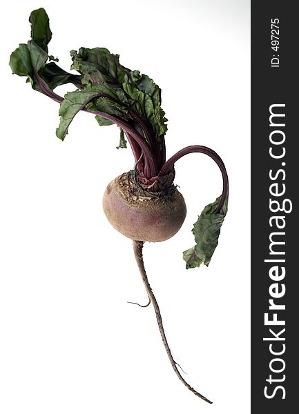 Beetroot with leaves and roots on white background. Beetroot with leaves and roots on white background
