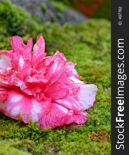 Camellia bloom on moss