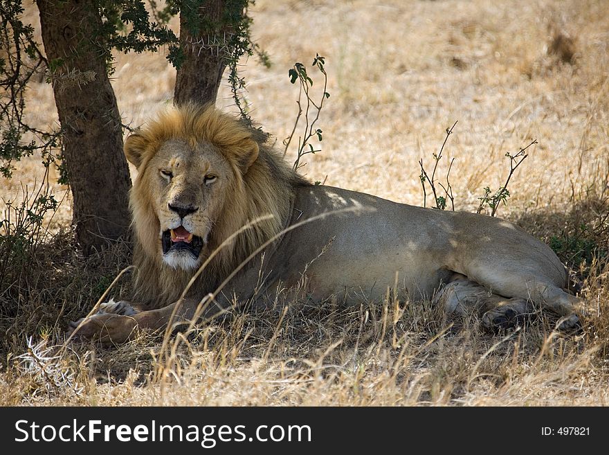 Animals 055 lion under tree