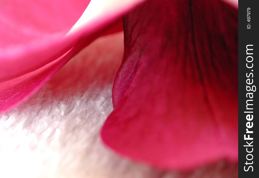 Pink Orchid On White Fur 1