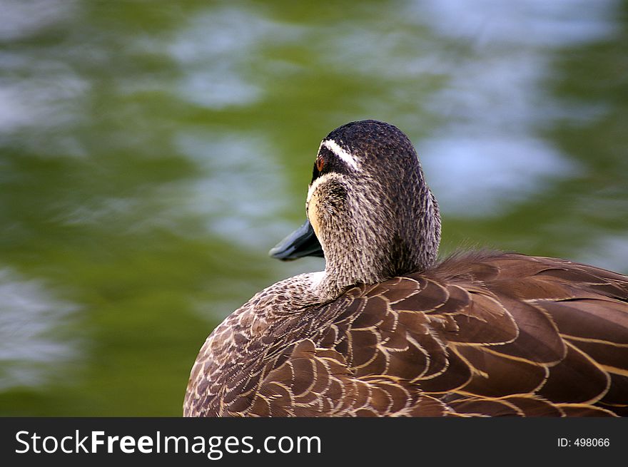 Caught this duck before it jumped back into the lake. Caught this duck before it jumped back into the lake