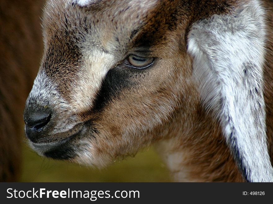 Nubian Kid Goat.