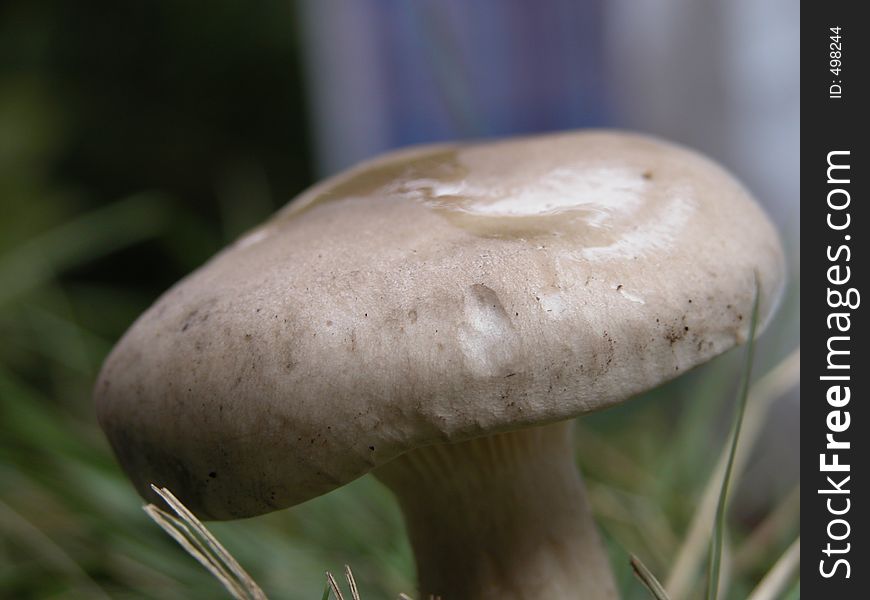 Mushroom's cap. Close up.