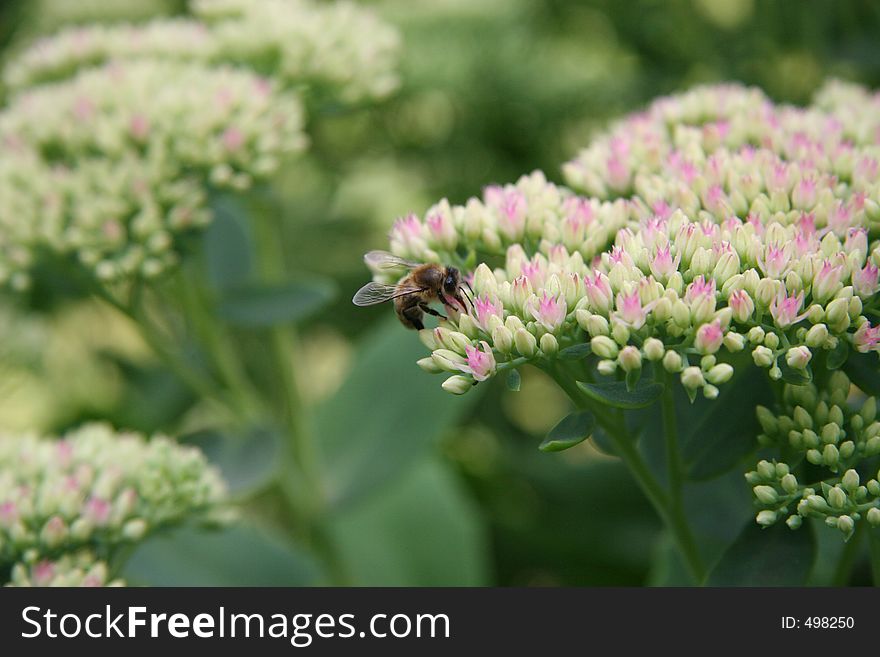 To gather honey. Bumblebee on work