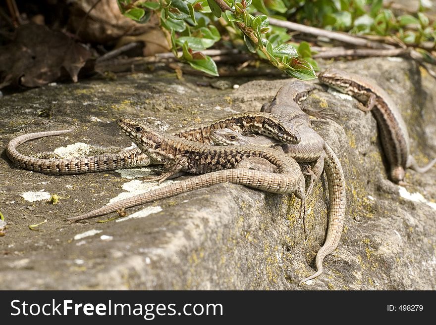 Group of lizards on a wall