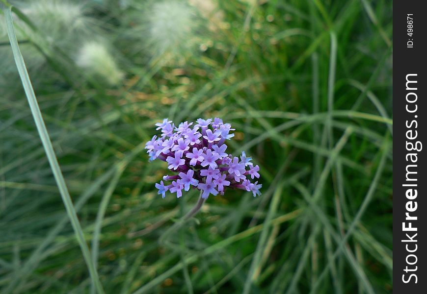 Wild violet flowers