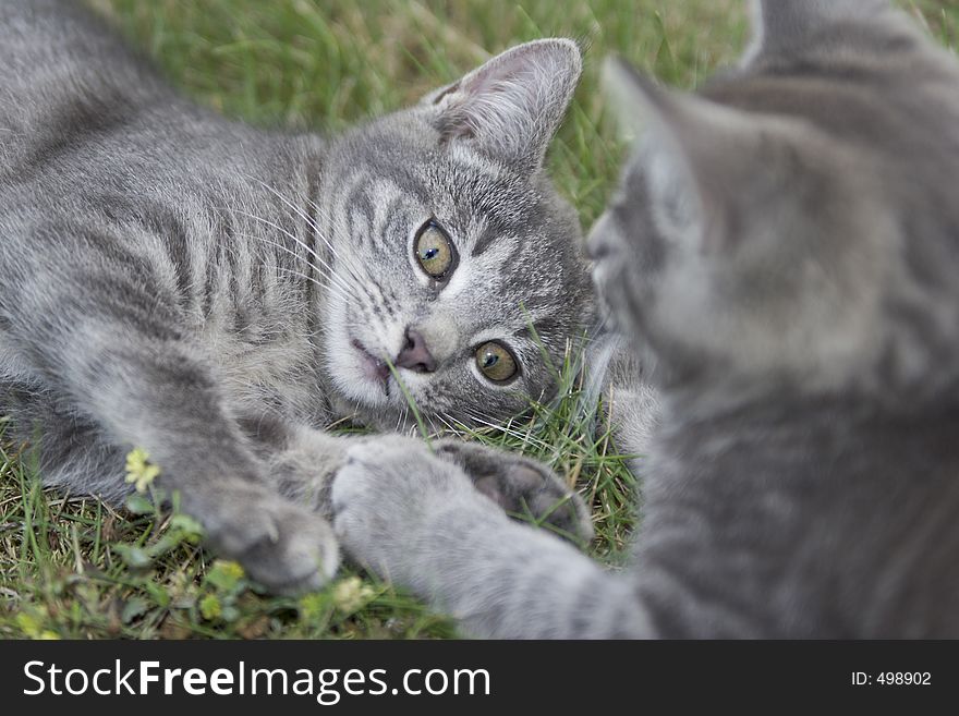 Two cats plays on a meadow. Two cats plays on a meadow