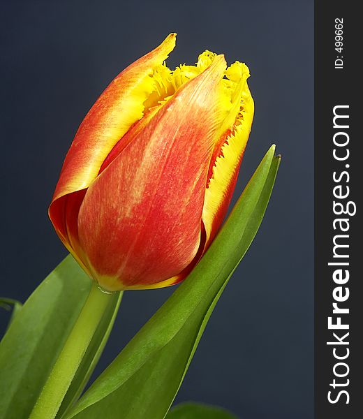 Yellow and red tulip over dark blue background