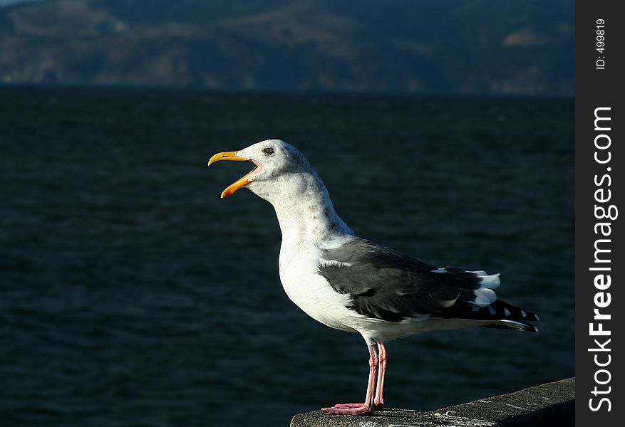 Seagull perched seaside on a concrete pier, talking loudly with beak wide open. Seagull perched seaside on a concrete pier, talking loudly with beak wide open