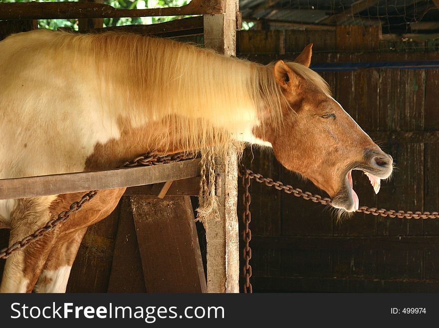 Horse in a stable. Horse in a stable