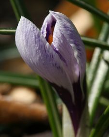 Crocus Royalty Free Stock Images Crocus Royalty Free Stock Images