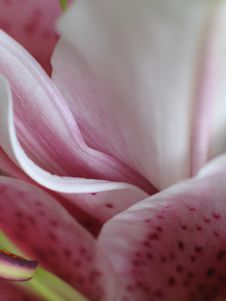 Pink Flower Petals Stock Images