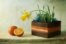 Narcissus Royalty Free Stock Image Narcissus Royalty Free Stock Image