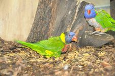Parrot Royalty Free Stock Photo