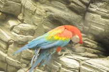 Parrot Royalty Free Stock Photos