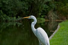 Great White Heron Royalty Free Stock Photos