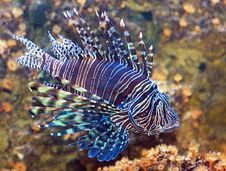 Common Lionfish (pterois Miles) Royalty Free Stock Photography Common Lionfish (pterois Miles) Royalty Free Stock Photography