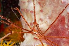 Yellowline Arrow Crab (stenorhynchus Seticornis) Stock Photo Yellowline Arrow Crab (stenorhynchus Seticornis) Stock Photo
