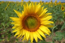 Sunflower Against Field Royalty Free Stock Image Sunflower Against Field Royalty Free Stock Image