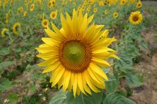 Sunflower Isolated From Field Royalty Free Stock Image Sunflower Isolated From Field Royalty Free Stock Image