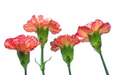 Carnation Stock Photos