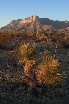 Yucca And El Capitan Stock Images Yucca And El Capitan Stock Images