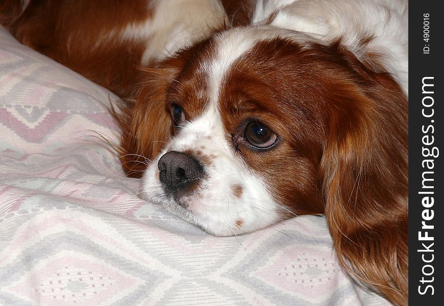 Dog - cavalier king charles spaniel