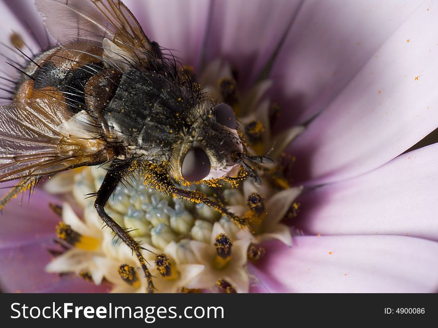 Fly eating pollen in a flower