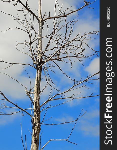 Picture of tree with dried branches