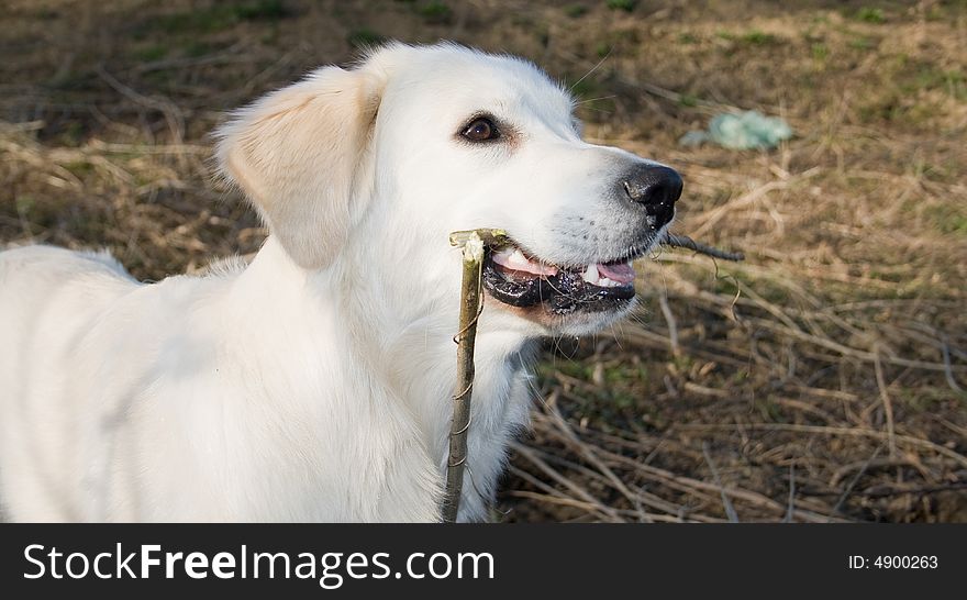 Golden Retriever posing for camera outdoors. Golden Retriever posing for camera outdoors