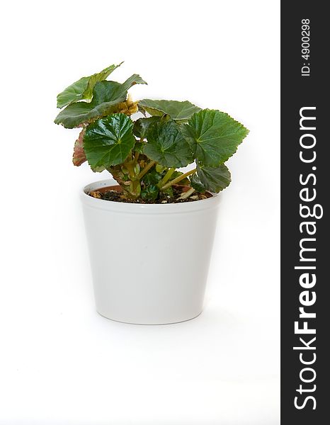 Pot with a begonia on a white background