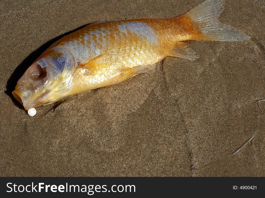 Close up on a dead fish on sand