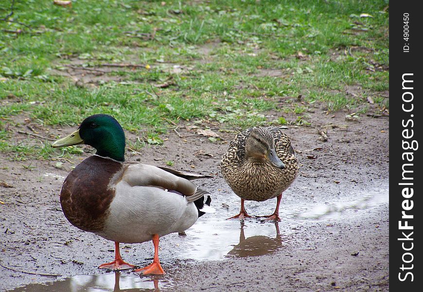 Ducks standing in a puddle on a damp day. Ducks standing in a puddle on a damp day.