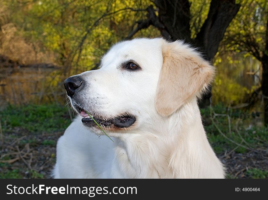 Golden Retriever posing for camera outdoors. Golden Retriever posing for camera outdoors