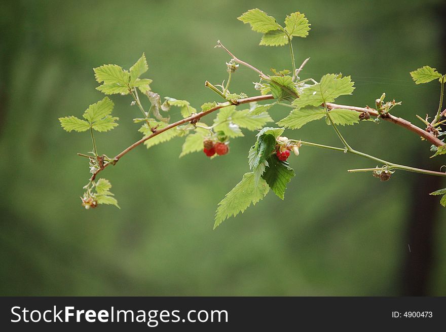 A branch with raspberries in the nature