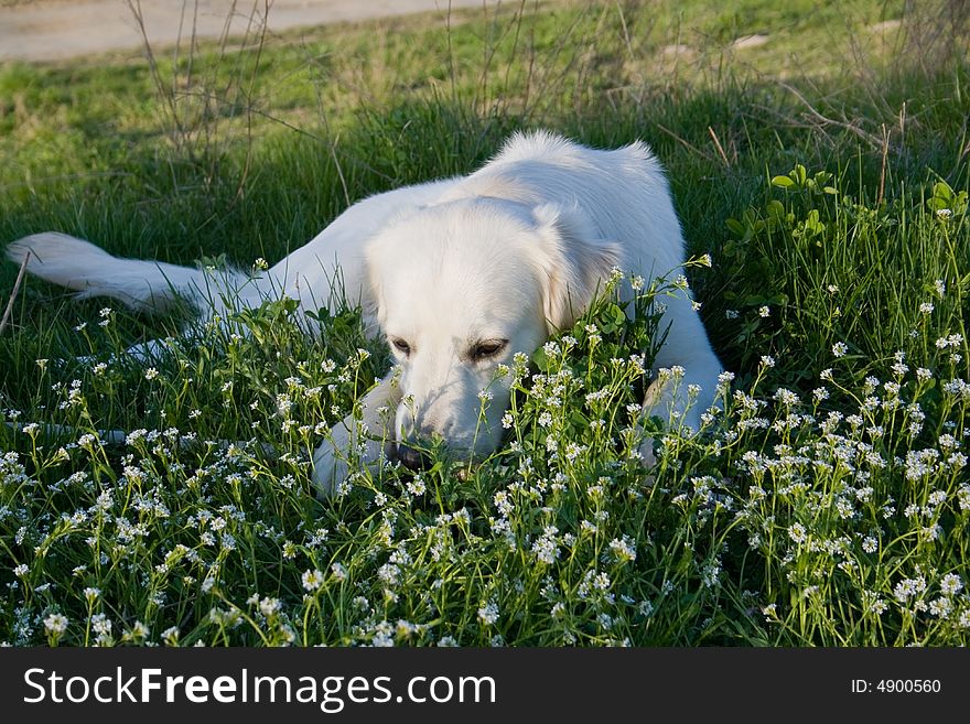 Golden Retriever posing for camera outdoors. Golden Retriever posing for camera outdoors