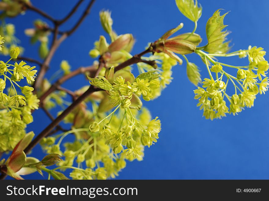 Maple leaves in spring close up