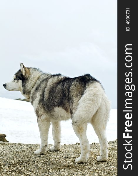 Husky dog stood in snowy wilderness. Husky dog stood in snowy wilderness.