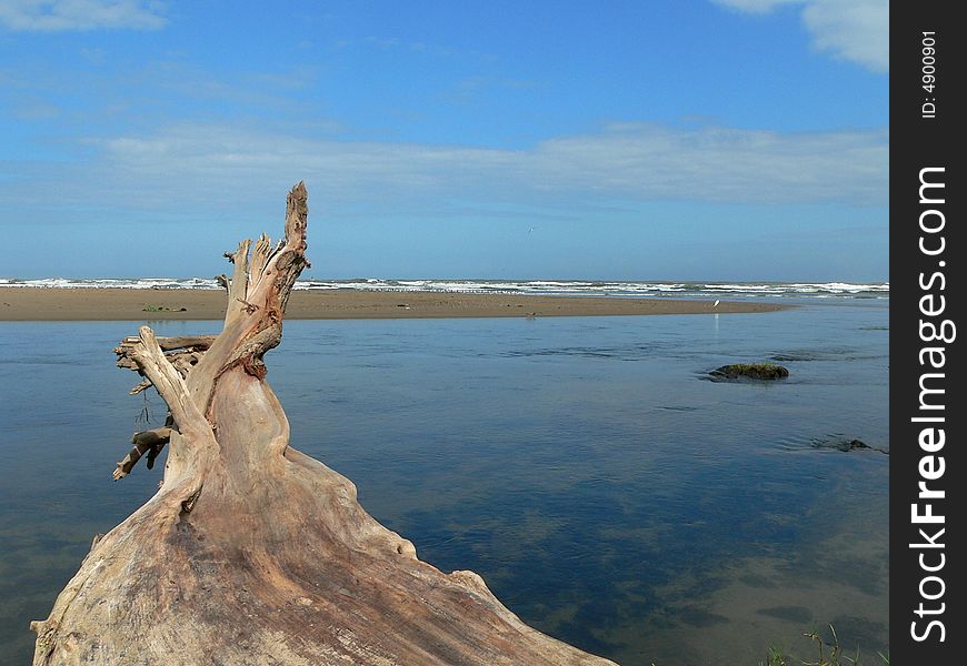 Old tree trunk overviewing the ocean. Old tree trunk overviewing the ocean