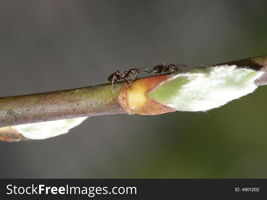 Close up of two ants walking on a branch. Close up of two ants walking on a branch.
