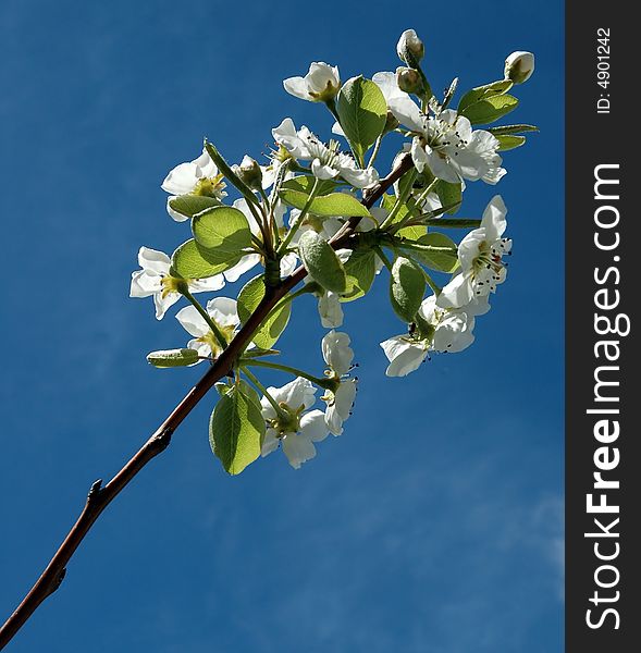 Photo of some fruit branch with flowers. Photo of some fruit branch with flowers